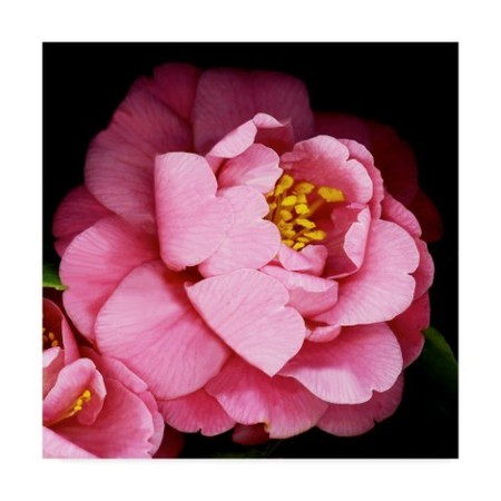 Susan S. Barmon 'Camellia' Canvas Art,24x24